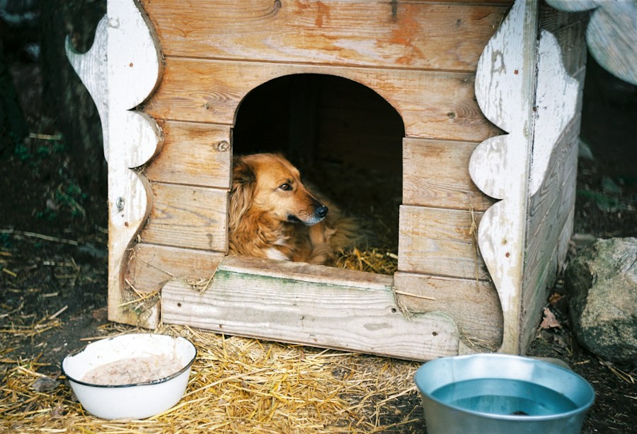 Dog House