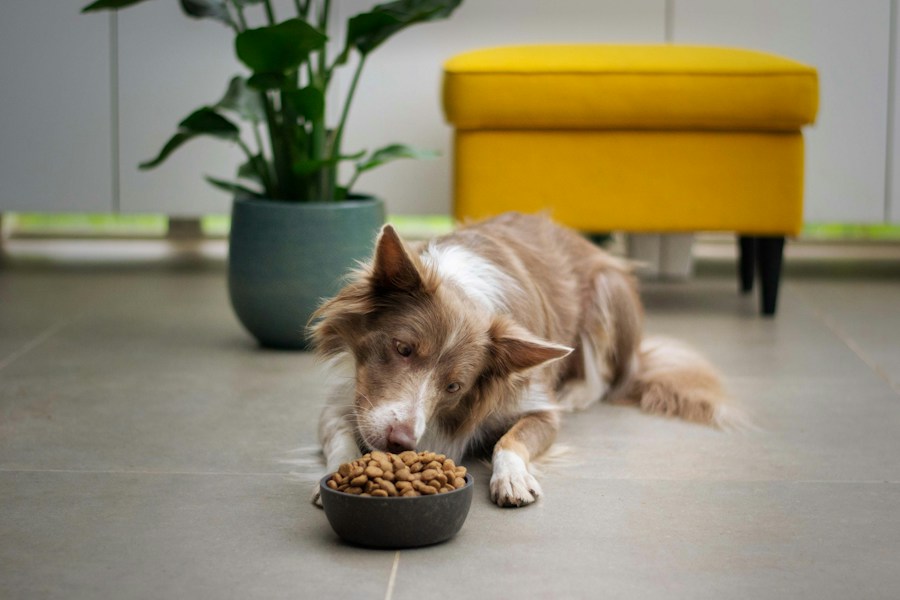 Everyday Adult Dry Dog Food (20kg)