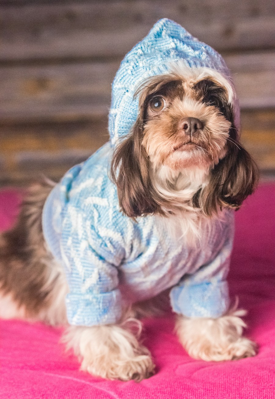 Knitted Pet Sweater